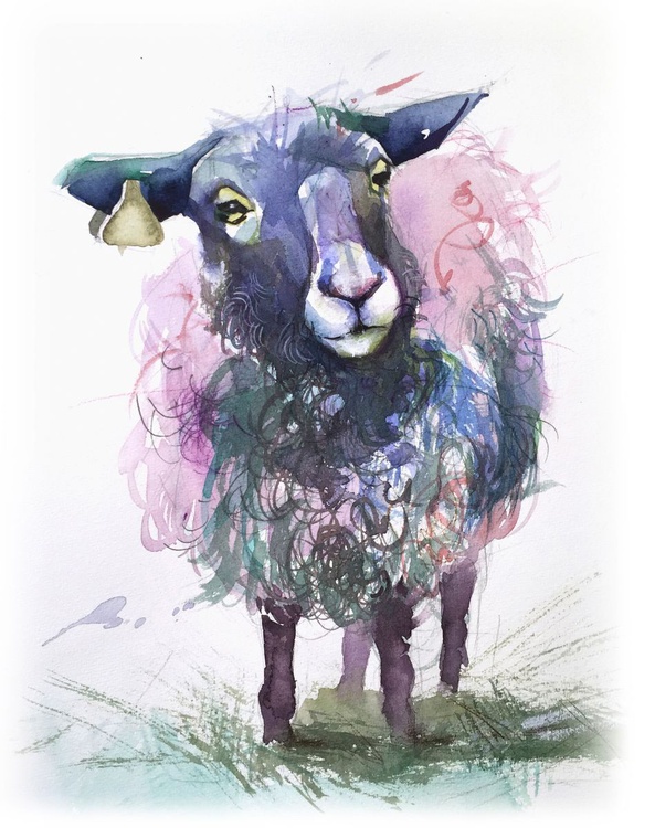 Watercolour Sheep Watercolour By Tania Zubareva Artfinder