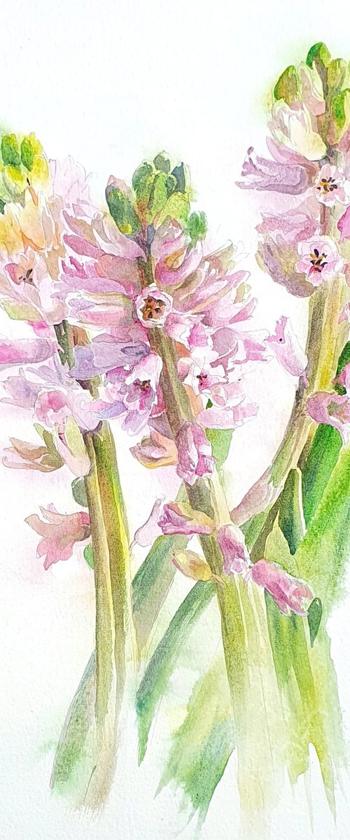 Blush in bloom original hyacinth watercolour by SoNata Art