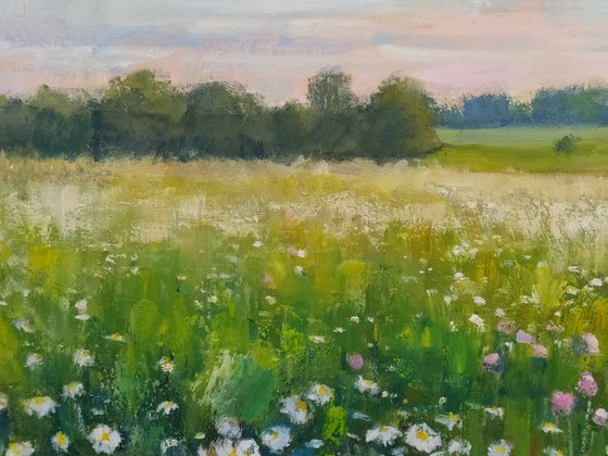 Field of daisies