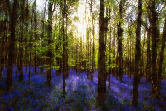 Bluebells