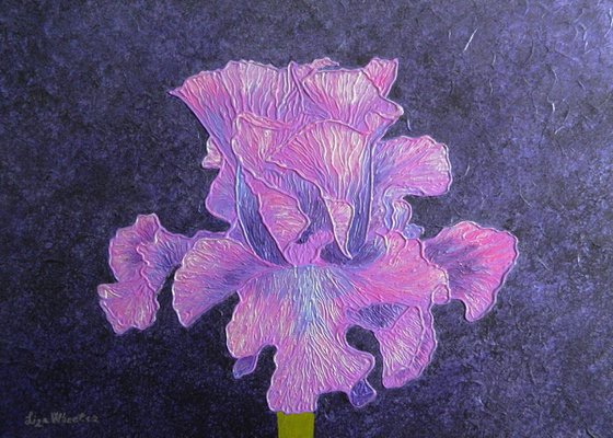 Classic Wine - purple iris flower