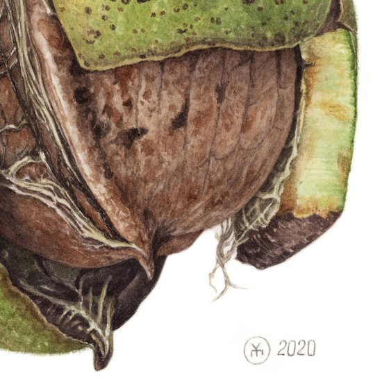 Green Walnut