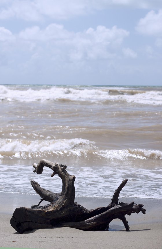 Wood in the sea