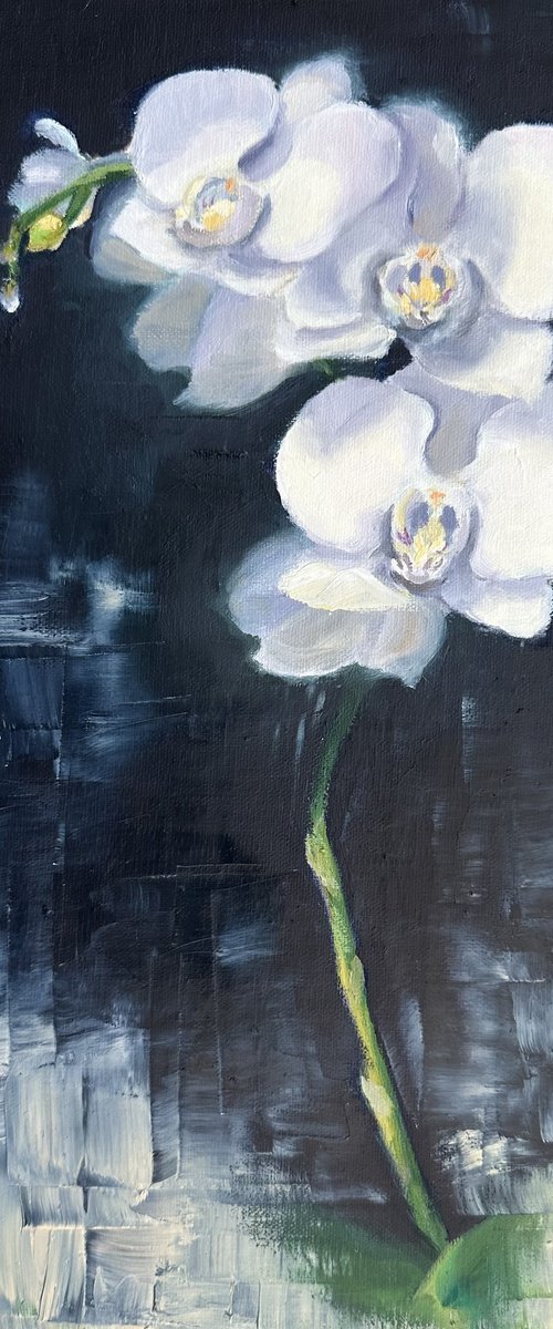 Orchid by Grace Diehl