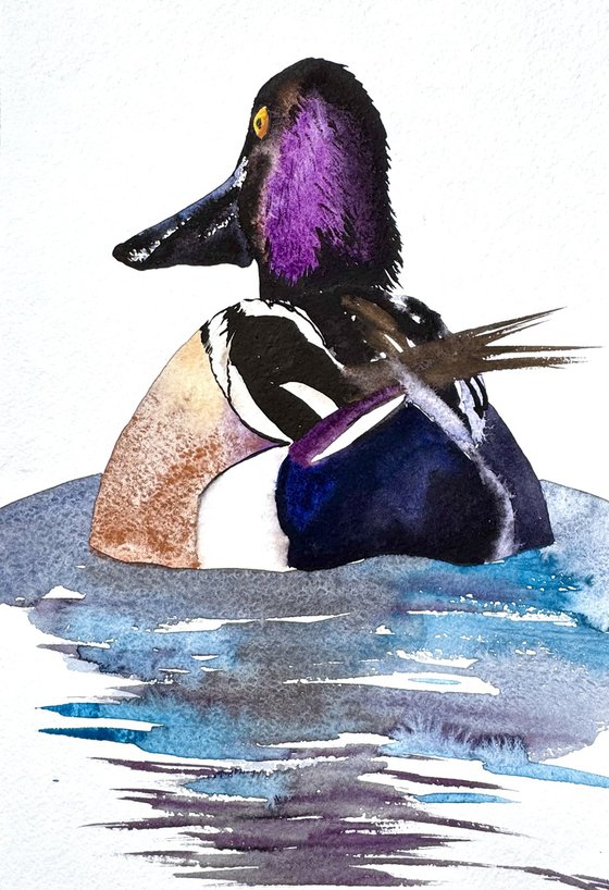 Wild drake Mallard Gadwall