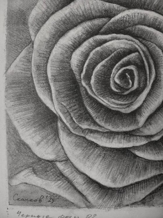 Roses. Sheet 02. Graphite Flowers Series