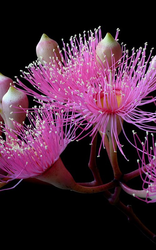 Pink Blossoming Gum by Nadia Culph