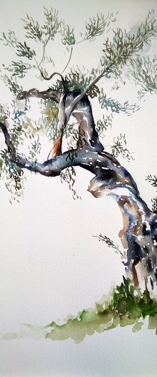 Olive tree by Alexandra Bari