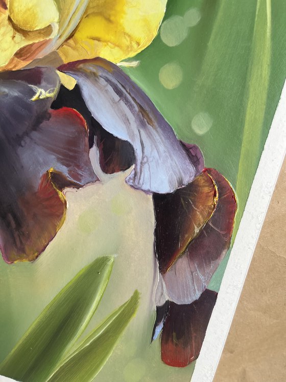 Yellow Burgundy Irises