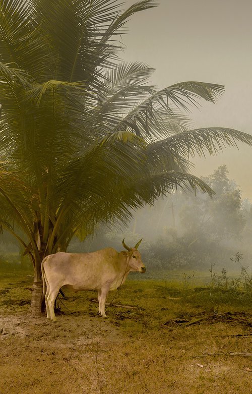 Dawn in Majorda by Adam Regan