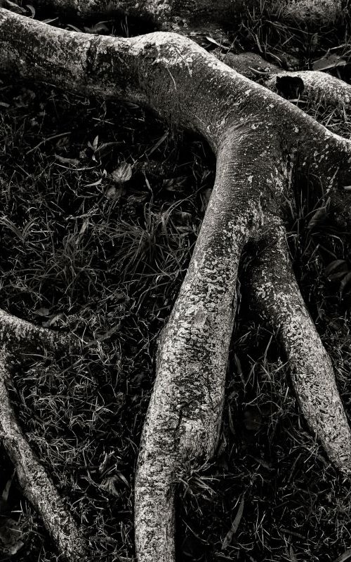 Roots II | Limited Edition Fine Art Print 1 of 10 | 75 x 50 cm by Tal Paz-Fridman