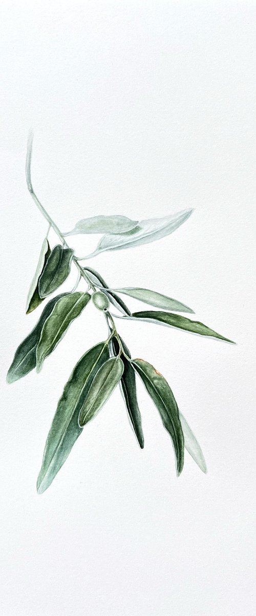 Wild olive by Tetiana Kovalova