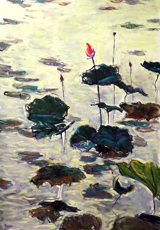 Water Lilies