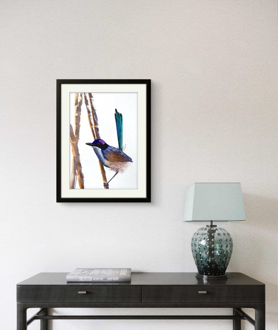 Purple-crowed Fairy-wrens