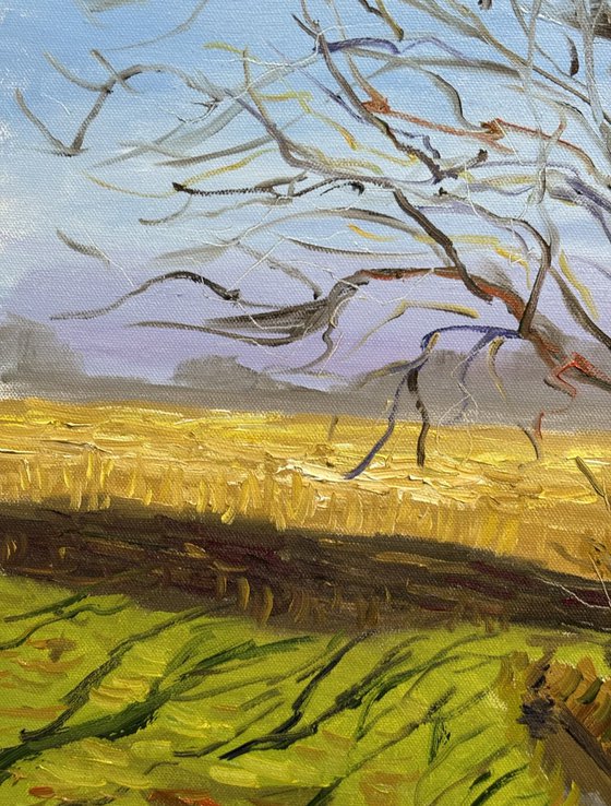 Lone Tree in a March Field
