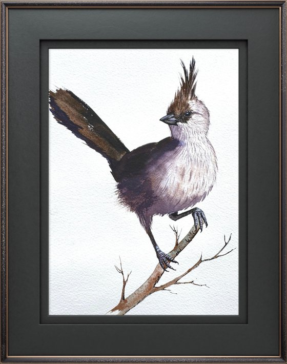 Chiming Wedgebill Wild Bird