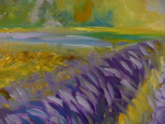 Lavender Fields 2025