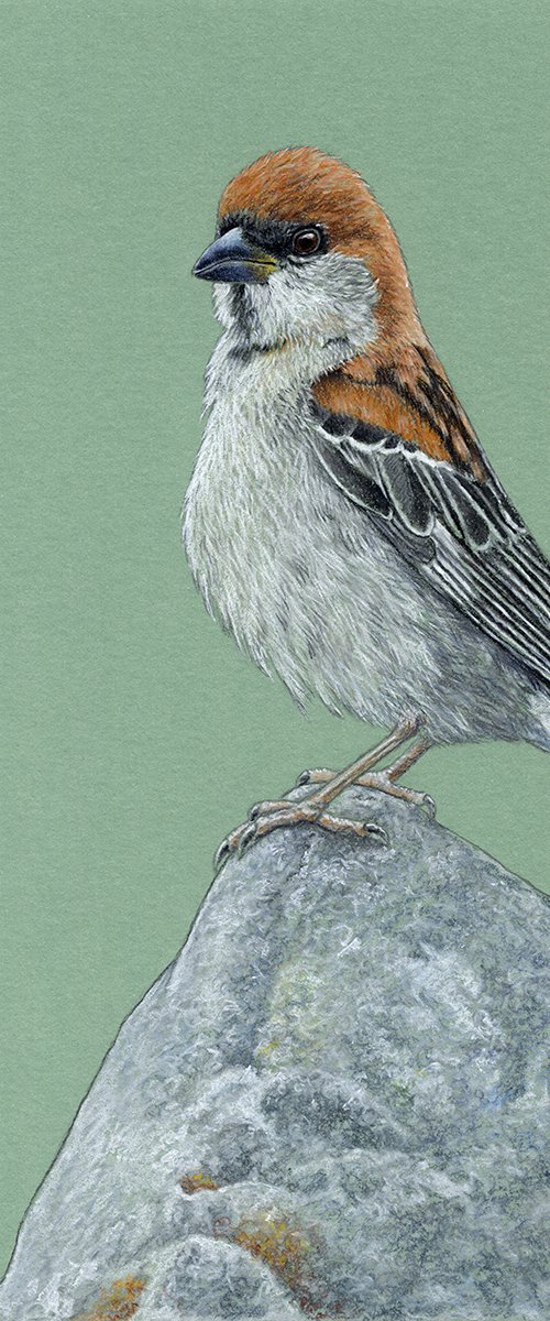 Russet sparrow by Mikhail Vedernikov