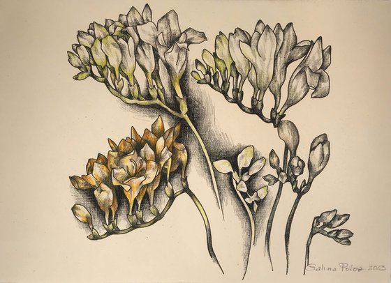 Freesia. one of a kind, original drawing.