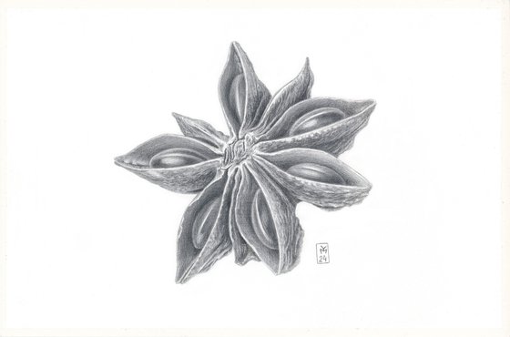 Star Anise Silverpoint