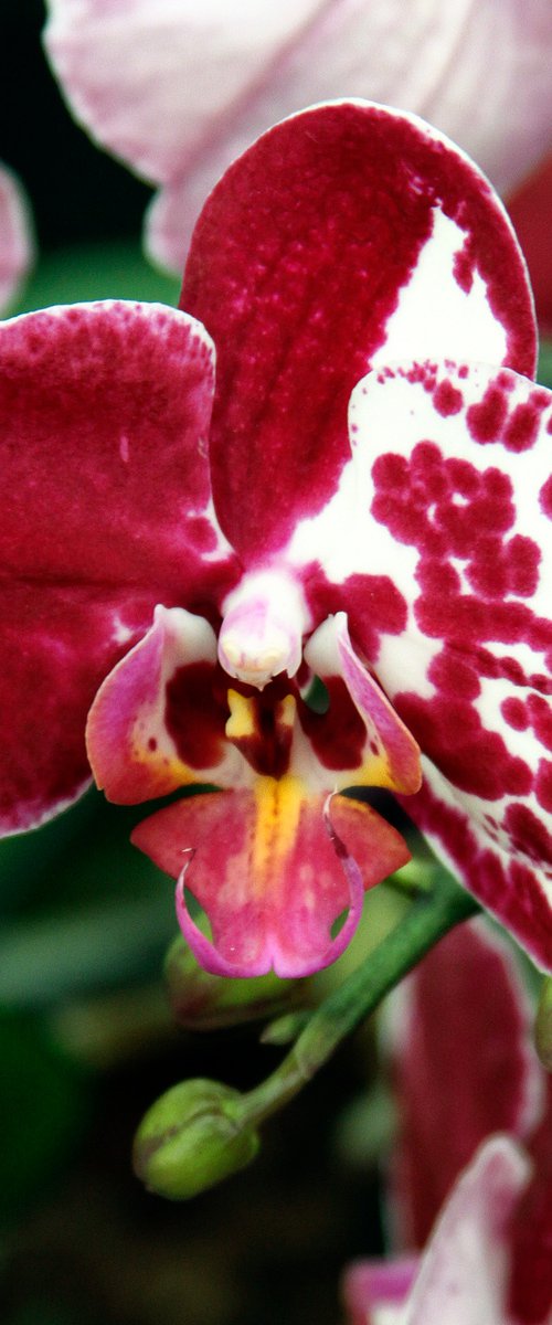 WHIMSICAL ORCHID Landers CA by William Dey