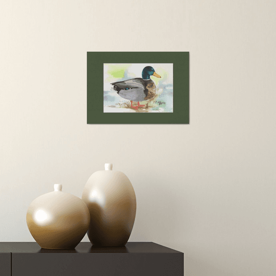 Wild nature - duck