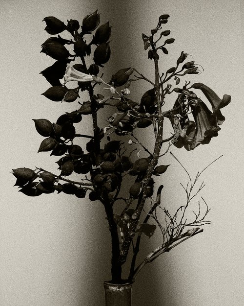 “Portrait” #001-Paulownia flower, Bamboo- by Keiichiro Muramatsu