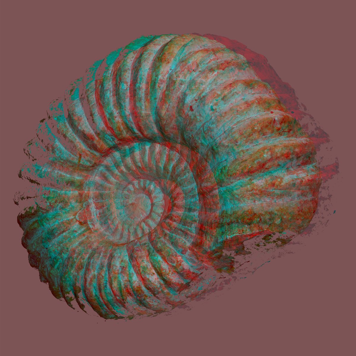 Photorealistic Still Life Giclee Print By Richard Jones & Chieko Jones, 18 X 18", Ammonite - Digital Art, Original Artwork