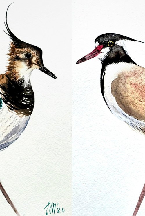 Twin birds Northern Lapwing by Yuliia Sharapova