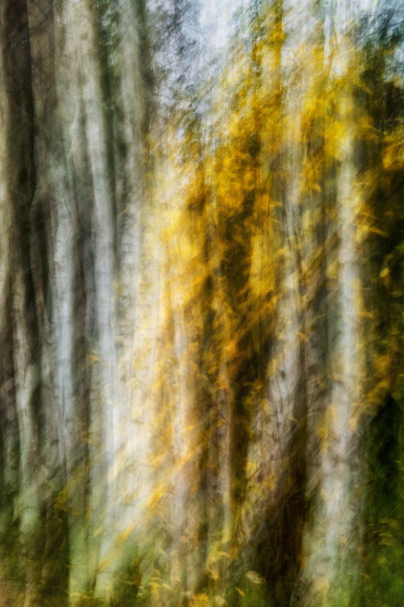 Abstract Botanical Photograph By Karim Carella, 31 X 45", Birches (Studio 8), Original Artwork