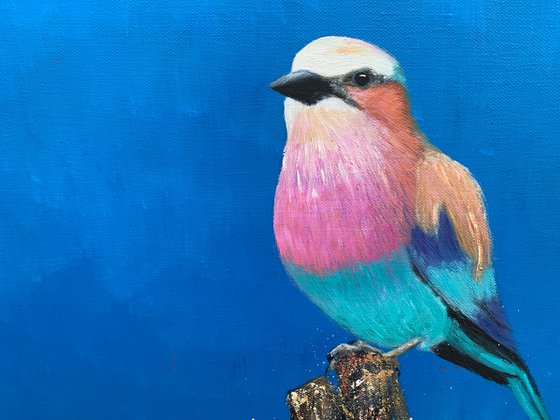 Lilac Breasted Roller