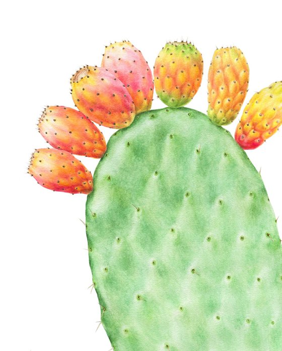 Indian prickly pear
