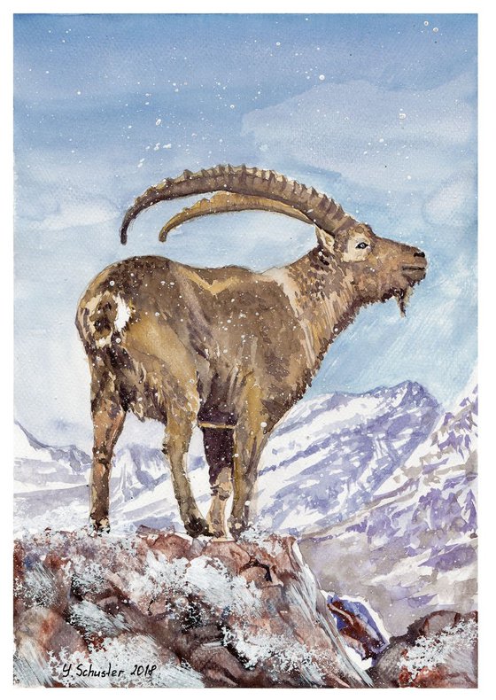 Alpine Ibex