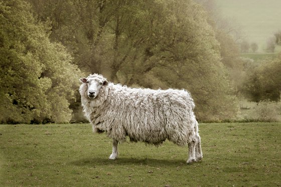 Romney Ewe