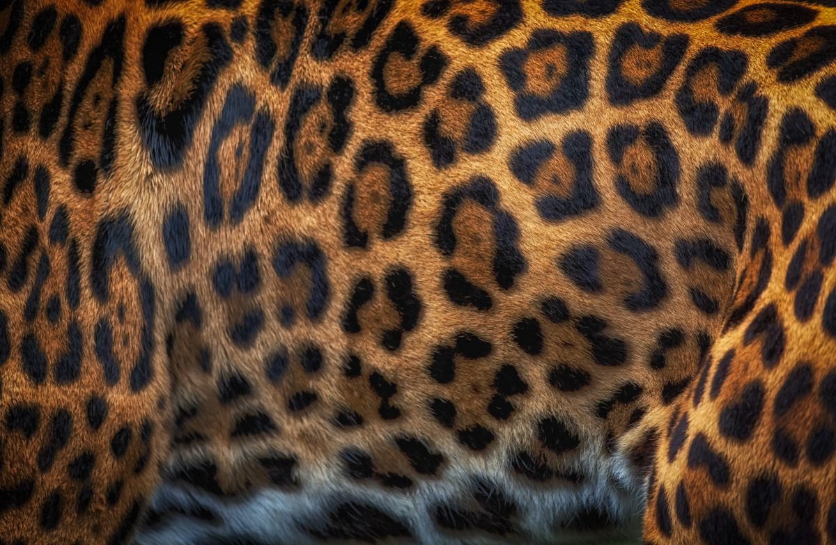 Photorealistic Photograph , Jaguar Coat Abstract By Paul Nash, 24 X 16, Artwork For Sale On Artfinder