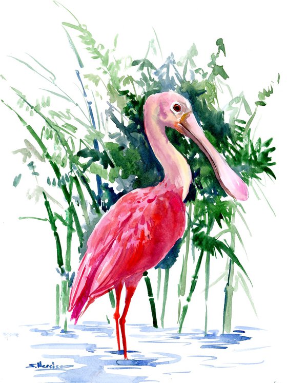 Roseate Spoonbill