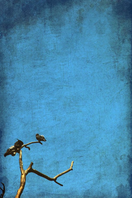 Paper Birds by Chiara Vignudelli