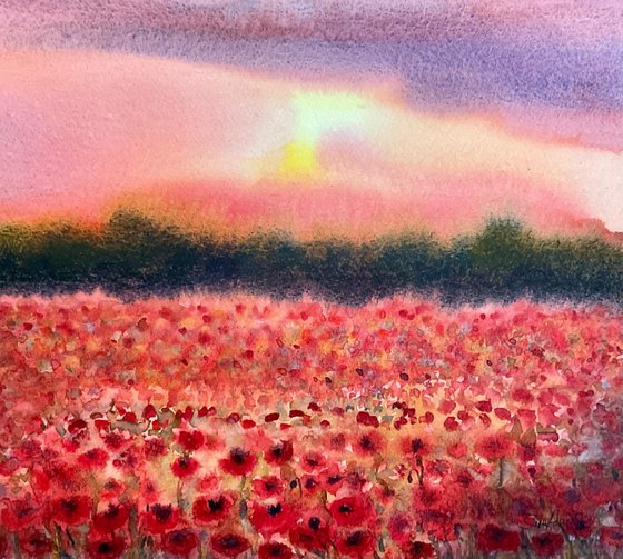 Sunset over poppies