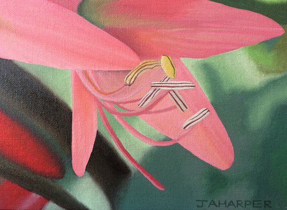 Pink Lilies