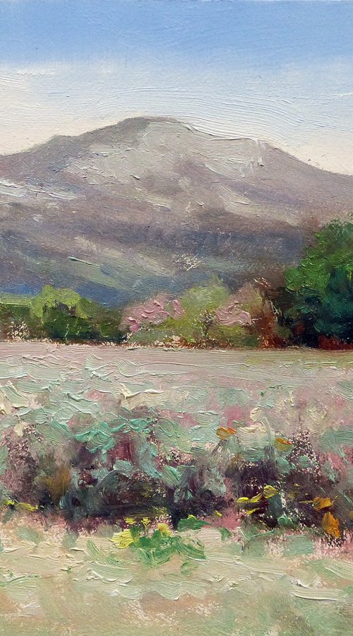 Lavender Field in March by Pascal Giroud