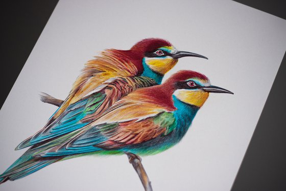 European Bee-eater