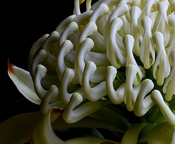 White Waratah Flower