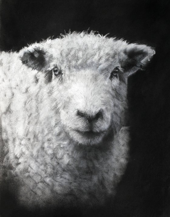 Sheep Study 2