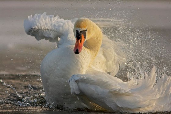 Photography | Birds | Cygnus olor