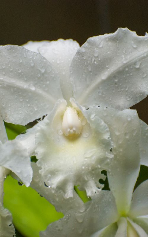 White Orchids by Eugene Norris