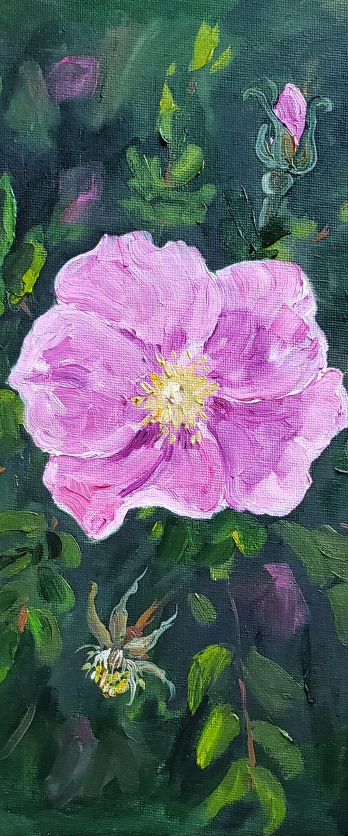 Flower - Botanical - "Prairie Rose" by Katrina Case