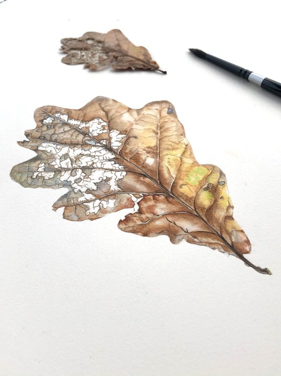 Last dance - oak leaf botanical watercolour illustration.