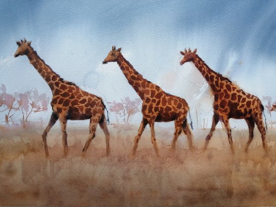 giraffes 6