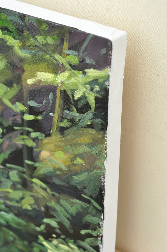 Morning Light On The Sumène