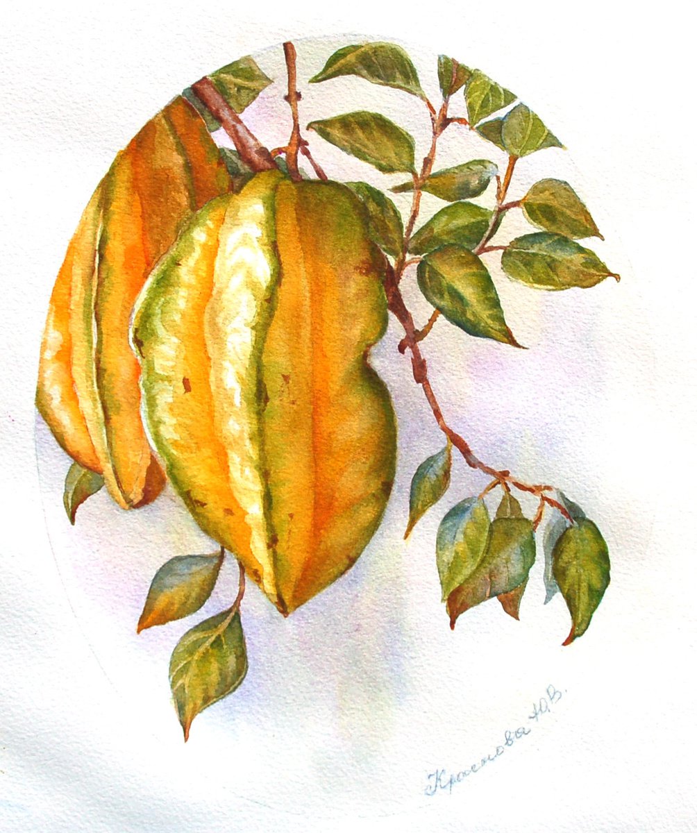 Photorealistic Still Life Watercolour By Yulia Krasnov, 9 X 11", Carambola, Original Artwork